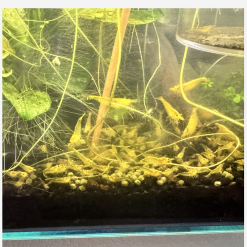 Neocaridina jaunes en vente