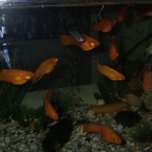 Platys orange