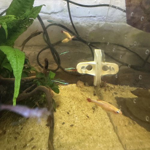 Guppy et tetra jaune