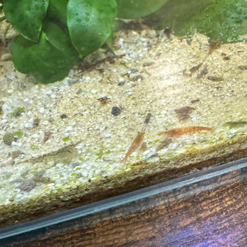 Crevettes rouge jaune transparente