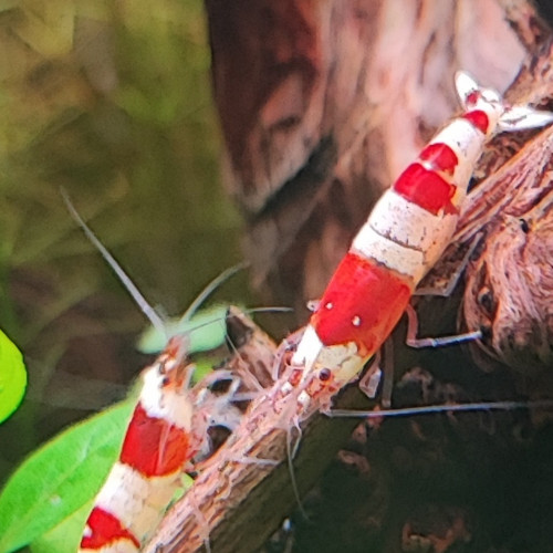 Crevettes red crystal
