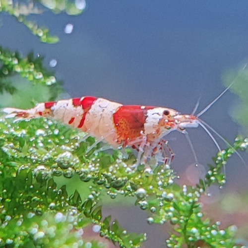 Crevettes red crystal