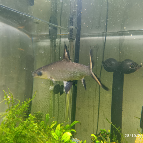Requin argenté ou Balantiocheilos melanopterus