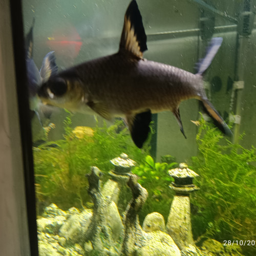 Requin argenté ou Balantiocheilos melanopterus