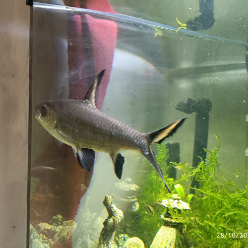 Requin argenté ou Balantiocheilos melanopterus