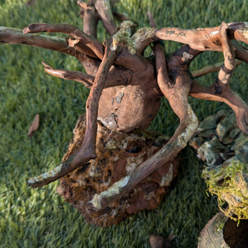 Lollies, plantes, branches, roche, accessoires,...