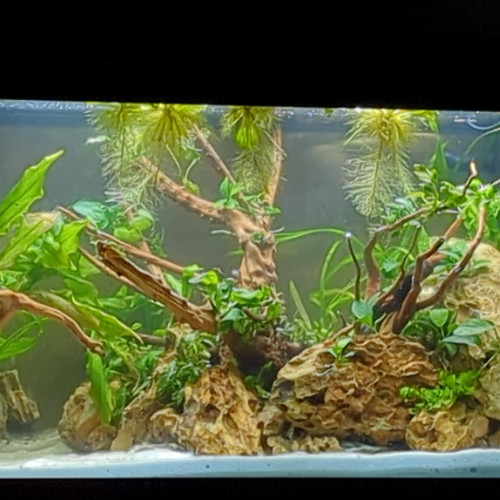 Lollies, plantes, branches, roche, accessoires,...