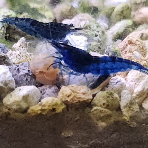 Lot de 12 crevettes blue diamond