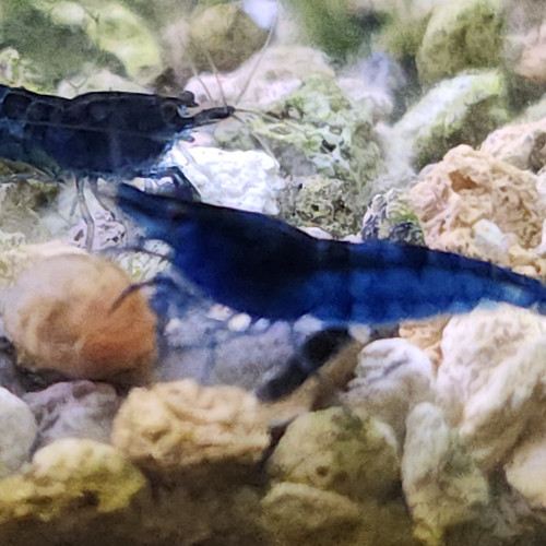 Lot de 12 crevettes blue diamond