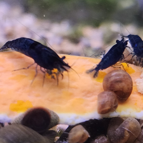 Lot de 12 crevettes blue diamond