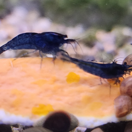 Lot de 12 crevettes blue diamond