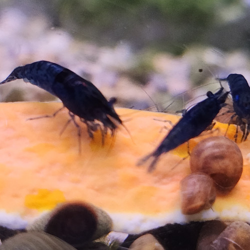 Lot de 12 crevettes blue diamond