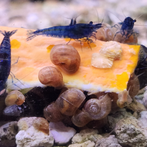 Lot de 12 crevettes blue diamond