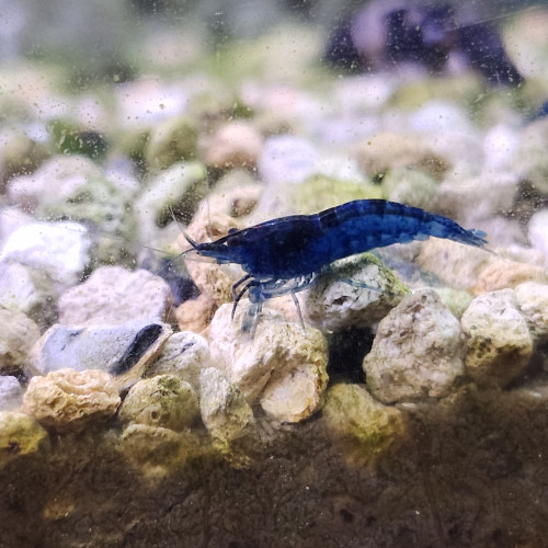 Lot de 12 crevettes blue diamond