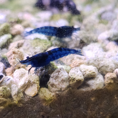 Lot de 12 crevettes blue diamond