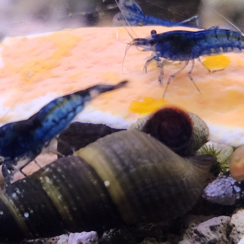 Lot de 12 crevettes blue diamond