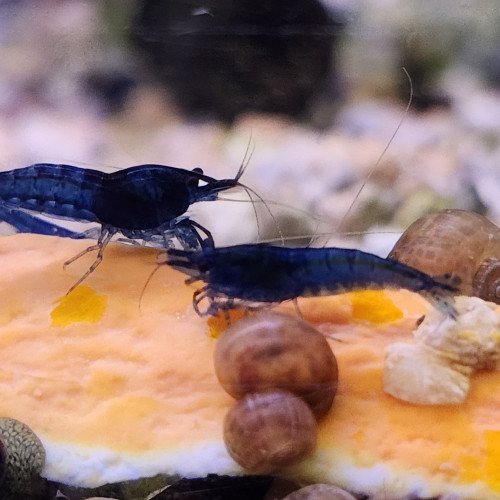 Lot de 12 crevettes blue diamond