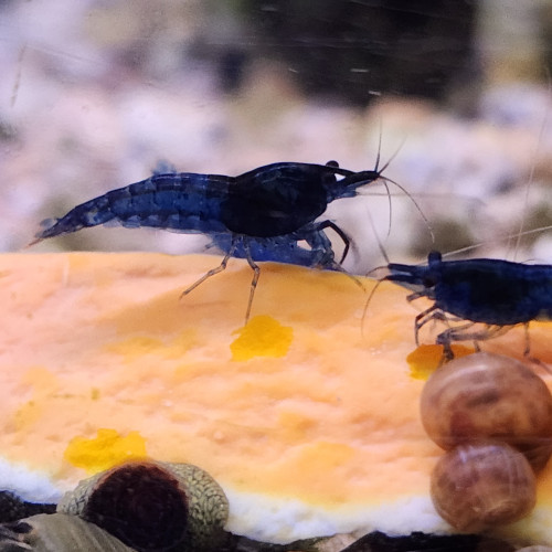 Lot de 12 crevettes blue diamond