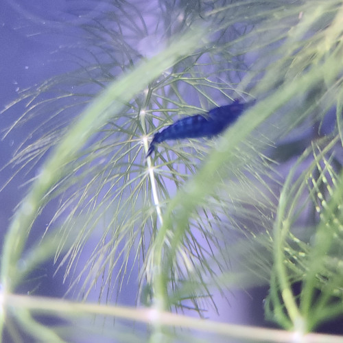 Lot de 12 crevettes blue diamond