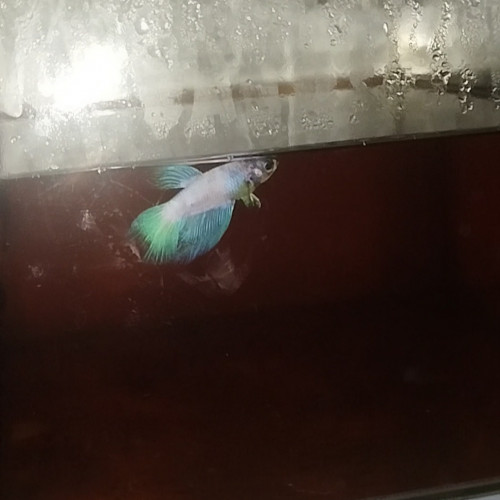 Couple betta poisson combattant