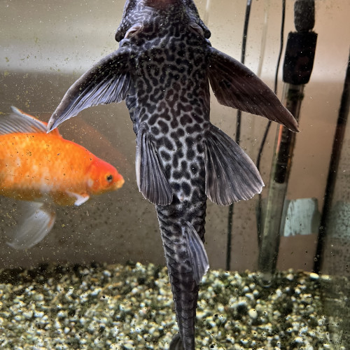 DON POISSON PLECO
