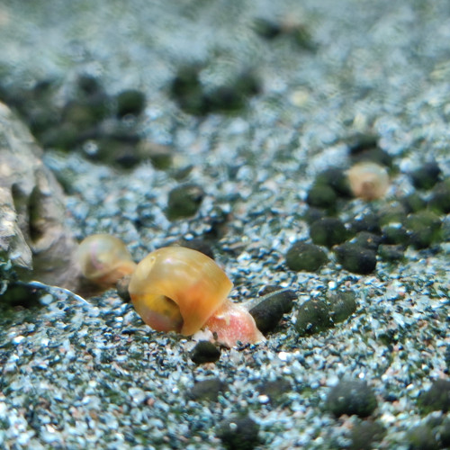 Escargots d'eau douce Planorbes