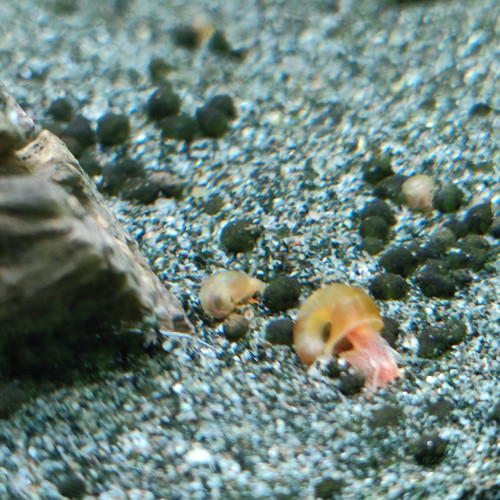 Escargots d'eau douce Planorbes