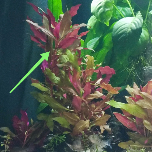 Alternanthera cardinalis