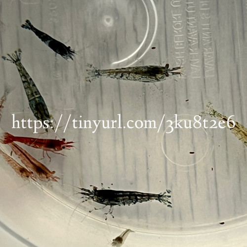 15 crevettes Neocaridina déclassés toutes couleurs