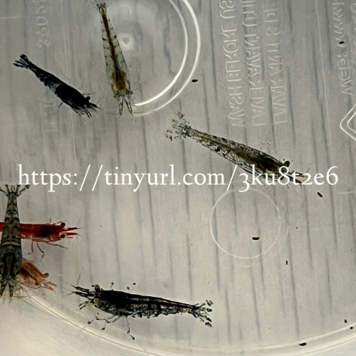 15 crevettes Neocaridina déclassés toutes couleurs