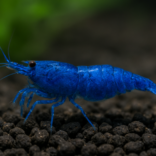 Neocaridina davidi “Blue Sapphire