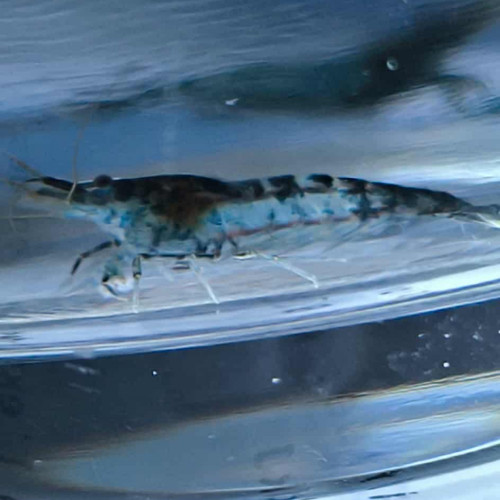 Neocardina Bleu Velvet déclassé