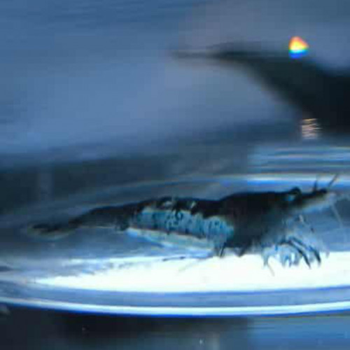 Neocardina Bleu Velvet déclassé