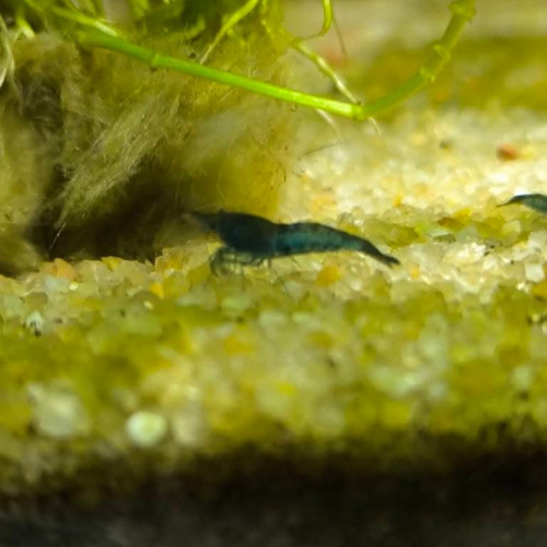 Neocardina Bleu Velvet déclassé