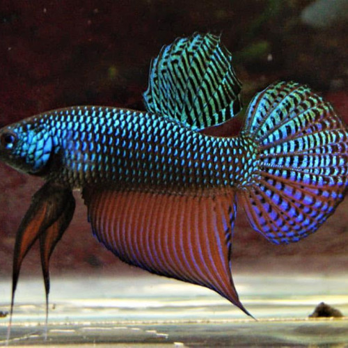 Smaragdina Guitar F1