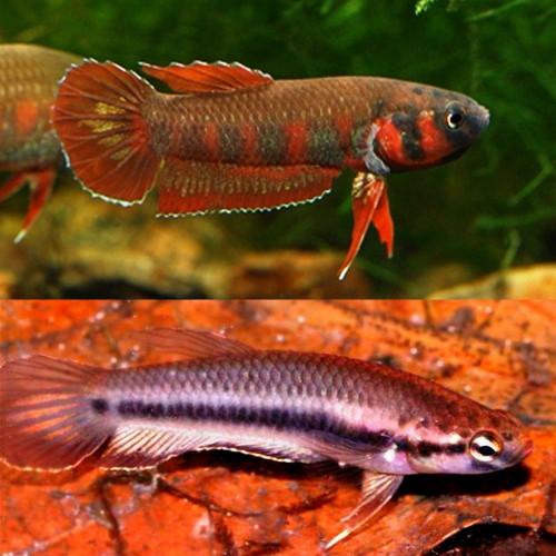Betta Rubra Aceh