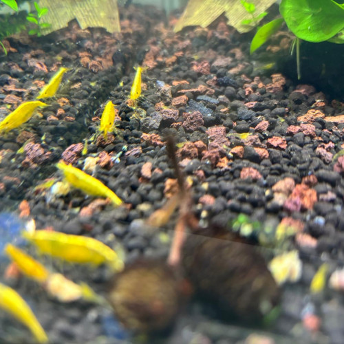 Crevette neocardina yellow néon