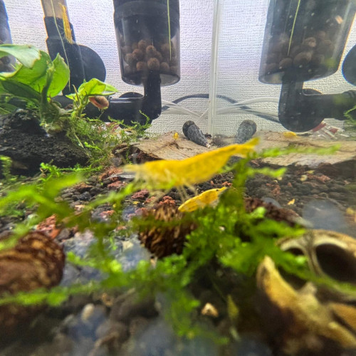 Crevette neocardina yellow néon