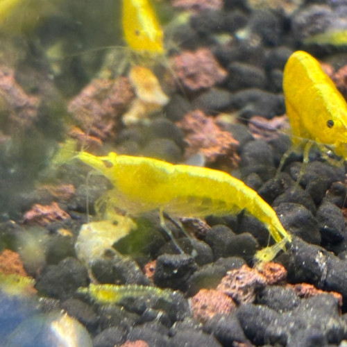 Crevette neocardina yellow néon