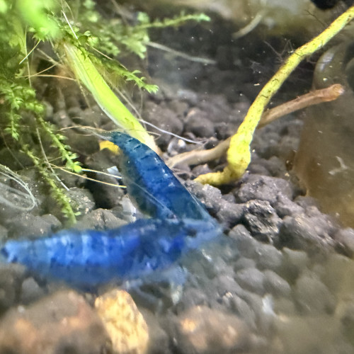Crevette neocardina blue velvet