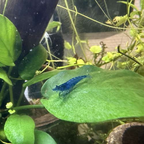 Crevette neocardina blue velvet