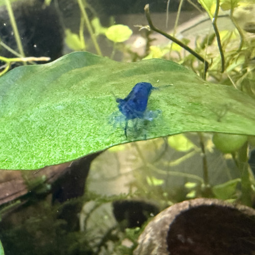 Crevette neocardina blue velvet