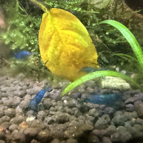 Crevette neocardina blue velvet