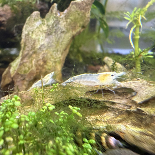 Crevettes neocaridina white pearl