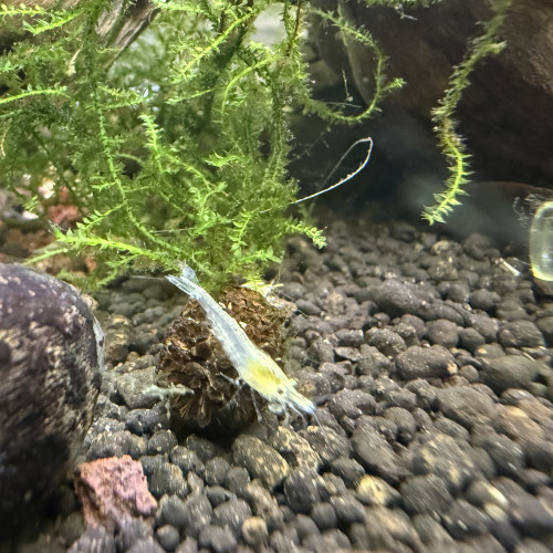 Crevettes neocaridina white pearl