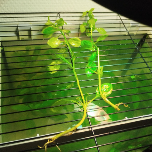 Bouture de plantes aquatique