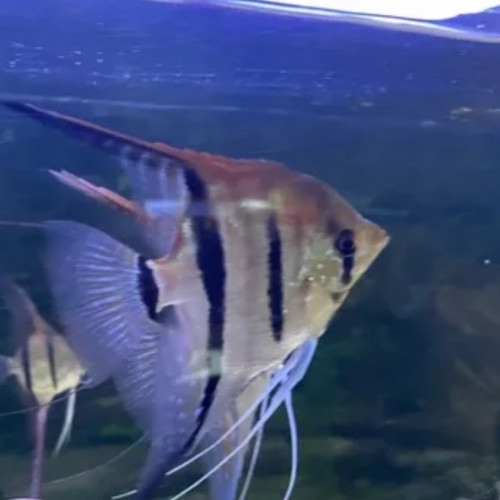 Scalaire Manacapuru Red Black