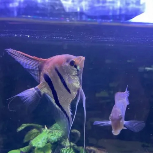 Scalaire Manacapuru Red Black