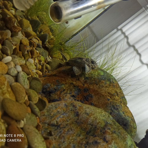 Hypancistrus L262