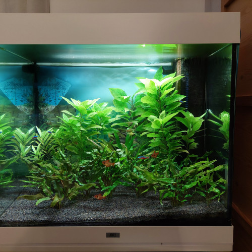 Donne poissons et plantes